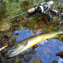 渓流ミノーイング